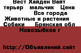 Вест Хайден Вайт терьер - мальчик › Цена ­ 35 000 - Все города Животные и растения » Собаки   . Брянская обл.,Новозыбков г.